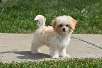 Biscuit, a male Maltipoo for sale in Millersburg, OH – 2 of 10