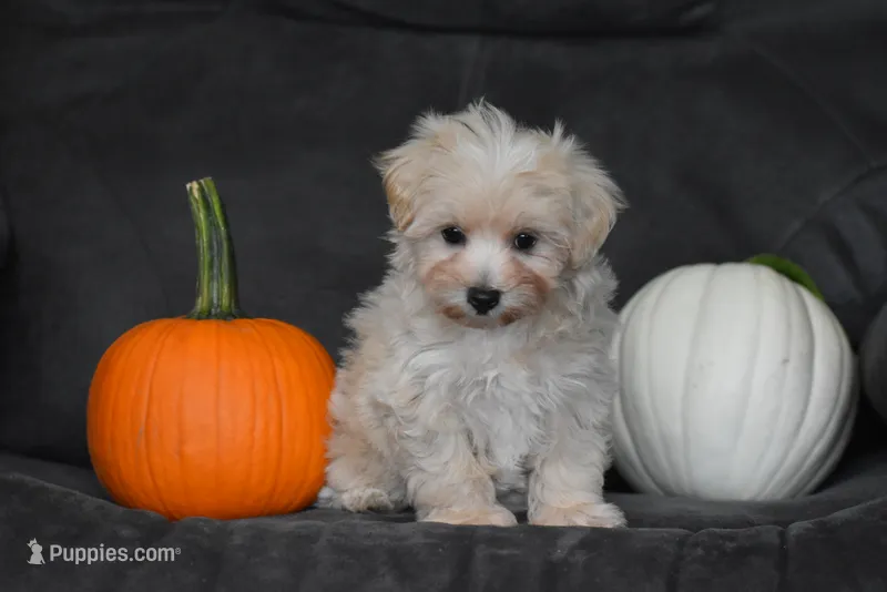 Melody – Maltipoo puppy for sale in Millersburg, OH