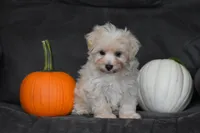 Melody, a female Maltipoo for sale in Millersburg, OH – 1 of 10