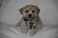 Olive, a female Maltipoo for sale in Millersburg, OH – Photo 5 of 7