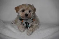 Olive, a female Maltipoo for sale in Millersburg, OH – Photo 2 of 7