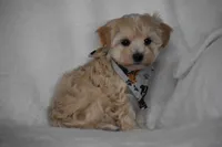 Olive, a female Maltipoo for sale in Millersburg, OH – Photo 6 of 7