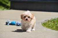 Biscuit, a male Maltipoo for sale in Millersburg, OH – 4 of 7