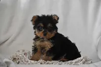 Fairy, a female Yorkshire Terrier for sale in Millersburg, OH – 3 of 7