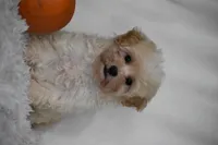 Grant, a male Maltipoo for sale in Millersburg, OH – 2 of 10