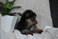 Olivia, a female Yorkshire Terrier for sale in Millersburg, OH – 5 of 9
