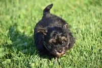Stoker, a male Poodle - Toy  and Morkie for sale in Millersburg, OH – 4 of 10
