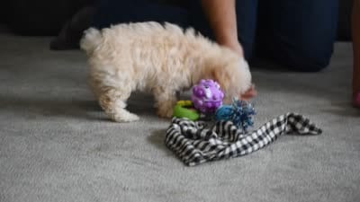 Grant, a male Maltipoo for sale in Millersburg, OH – 10 of 10