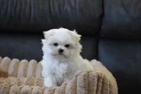 Ollie, a male Maltese for sale in Millersburg, OH – Photo 5 of 9