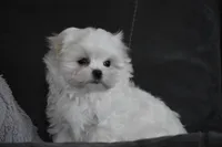 Ollie, a male Maltese for sale in Millersburg, OH – Photo 4 of 9