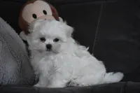 Ollie, a male Maltese for sale in Millersburg, OH – Photo 7 of 9