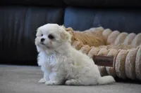 Ollie, a male Maltese for sale in Millersburg, OH – Photo 9 of 9