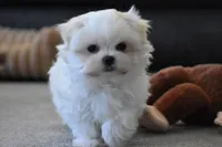 Ollie, a male Maltese for sale in Millersburg, OH – Photo 6 of 9