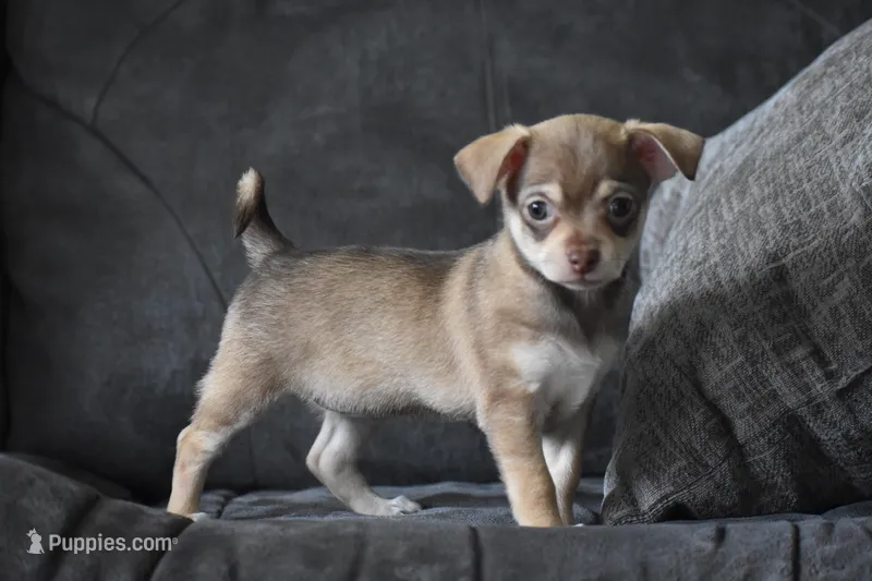Penny – Chihuahua puppy for sale in Millersburg, OH
