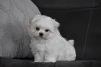 Ollie, a male Maltese for sale in Millersburg, OH – Photo 2 of 9