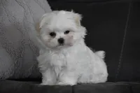 Ollie, a male Maltese for sale in Millersburg, OH – Photo 3 of 9