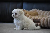 Ollie, a male Maltese for sale in Millersburg, OH – Photo 8 of 9
