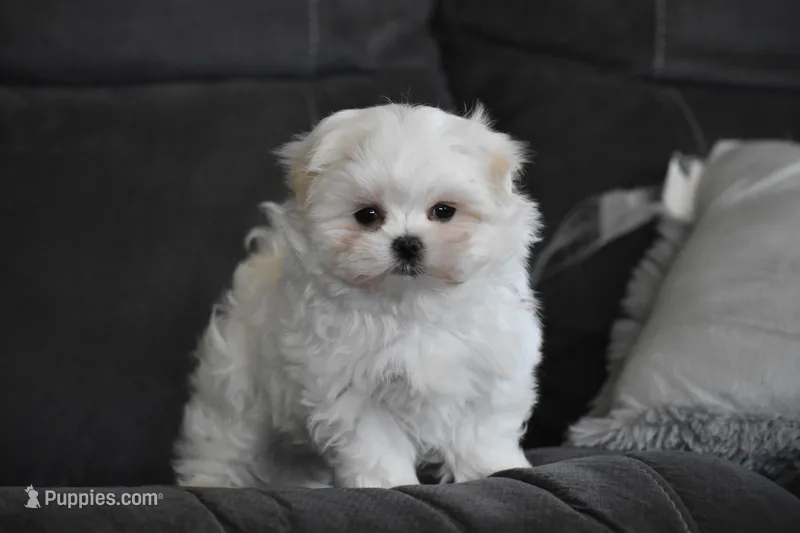 Ollie, a male Maltese for sale in Millersburg, OH – Photo 1 of 9