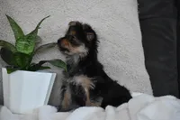 Olivia, a female Yorkshire Terrier for sale in Millersburg, OH – 6 of 9