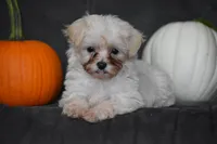 Pippi, a female Maltipoo for sale in Millersburg, OH – 5 of 7