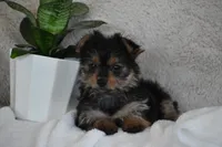 Olivia, a female Yorkshire Terrier for sale in Millersburg, OH – 8 of 9