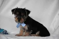 Blake, a male Yorkshire Terrier for sale in Millersburg, OH – 3 of 8