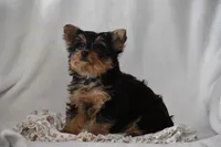 Fairy, a female Yorkshire Terrier for sale in Millersburg, OH – 2 of 7