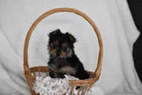 Olivia, a female Yorkshire Terrier for sale in Millersburg, OH – 3 of 9