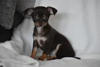 Rolo, a female Chihuahua for sale in Millersburg, OH – 4 of 10