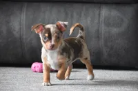 Sprout, a male Chihuahua for sale in Millersburg, OH – Photo 9 of 10