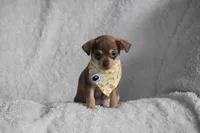 Penny, a female Chihuahua for sale in Millersburg, OH – Photo 7 of 10