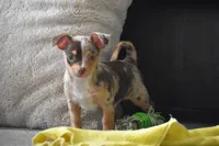 Sprout, a male Chihuahua for sale in Millersburg, OH – Photo 10 of 10