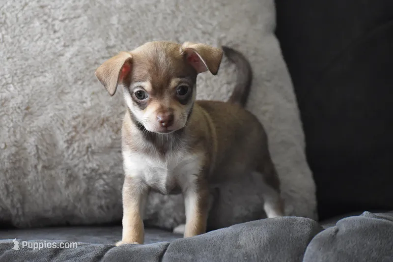 Penny – Chihuahua puppy for sale in Millersburg, OH