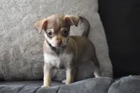 Penny, a female Chihuahua for sale in Millersburg, OH – Photo 1 of 10