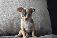 Sprout, a male Chihuahua for sale in Millersburg, OH – Photo 8 of 10