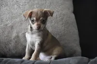 Penny, a female Chihuahua for sale in Millersburg, OH – Photo 3 of 10