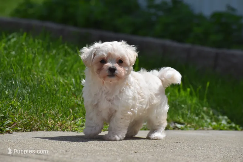 Ace – Maltipoo puppy for sale in Millersburg, OH