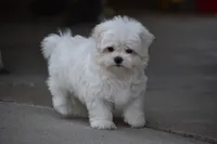 Teddy, a male Maltese for sale in Millersburg, OH – 4 of 10