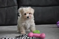 Melody, a female Maltipoo for sale in Millersburg, OH – 7 of 10