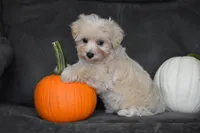 Melody, a female Maltipoo for sale in Millersburg, OH – 5 of 10