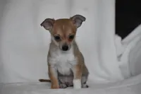 Roscoe, a male Chihuahua for sale in Millersburg, OH – 3 of 10