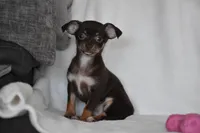 Rolo, a female Chihuahua for sale in Millersburg, OH – 8 of 10