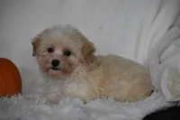 Grant, a male Maltipoo for sale in Millersburg, OH – 3 of 10