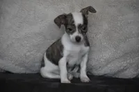 Rocky, a male Chihuahua for sale in Millersburg, OH – 3 of 9