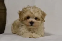 Champ, a male Maltipoo for sale in Millersburg, OH – Photo 8 of 10