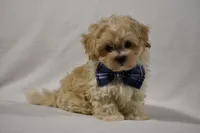 Champ, a male Maltipoo for sale in Millersburg, OH – Photo 5 of 10