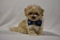 Champ, a male Maltipoo for sale in Millersburg, OH – Photo 4 of 10