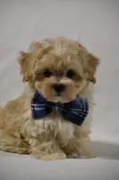 Champ, a male Maltipoo for sale in Millersburg, OH – Photo 6 of 10