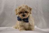 Champ, a male Maltipoo for sale in Millersburg, OH – Photo 1 of 10