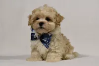 Champ, a male Maltipoo for sale in Millersburg, OH – Photo 10 of 10